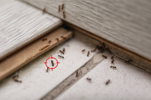 Best Commercial Pest Control Services  in Slater Marietta, SC