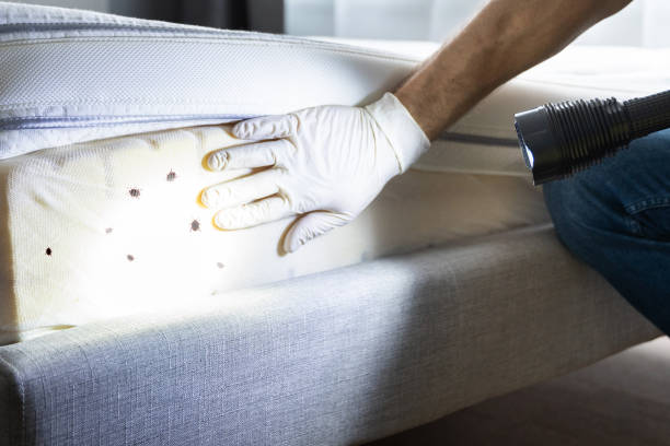 Best Best Pest Control Companies  in Slater Marietta, SC