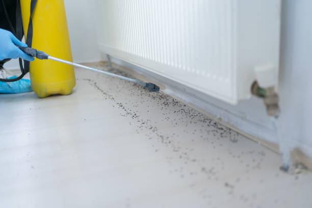 Best Wasp Removal Services  in Slater Marietta, SC
